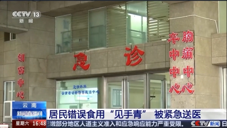 【央视新闻】视频丨又到野生菌中毒高发季 专家教你如