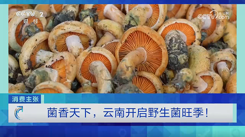 《消费主张》 20260630 菌香天下，云南开启野生菌旺季！