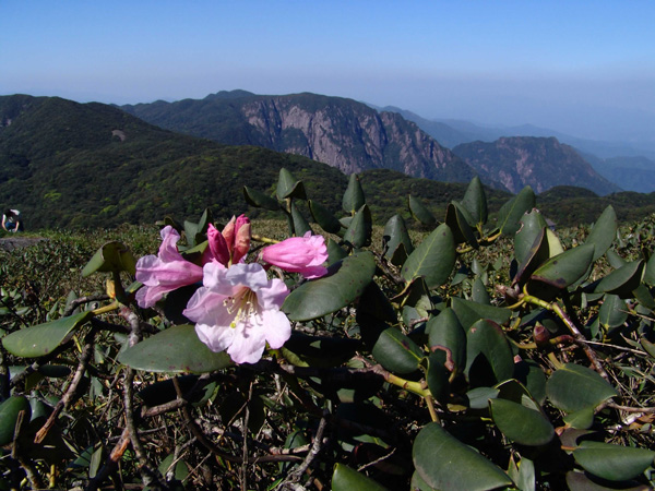 桂林-越峰杜鹃.jpg